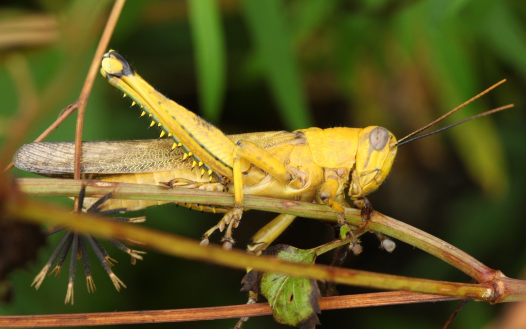yellow locust - these guys were very elusive, there were dozens of them which flew off each time my camera approached, this guy kept very still, perhaps hoping I didn't see him by lbmcshutter