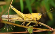 6th Jun 2011 - yellow locust - these guys were very elusive, there were dozens of them which flew off each time my camera approached, this guy kept very still, perhaps hoping I didn't see him