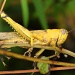 yellow locust - these guys were very elusive, there were dozens of them which flew off each time my camera approached, this guy kept very still, perhaps hoping I didn't see him by lbmcshutter