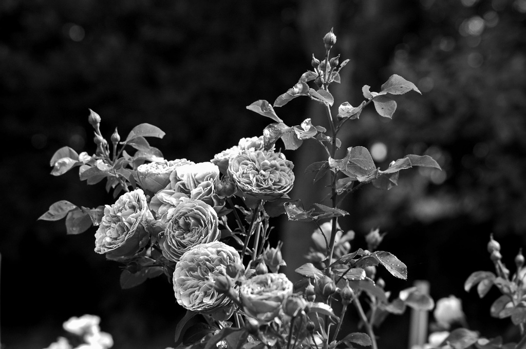 Black and white roses by parisouailleurs