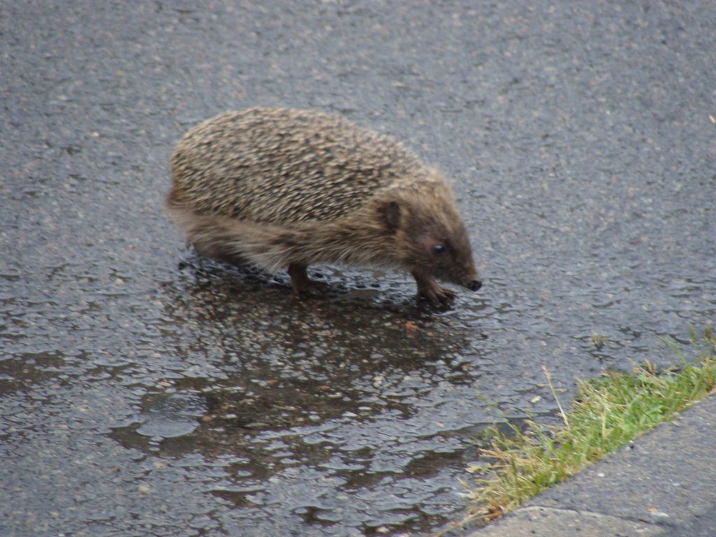 Hedgehog in the rain by busylady