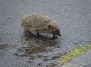 6th Jun 2011 - Hedgehog in the rain