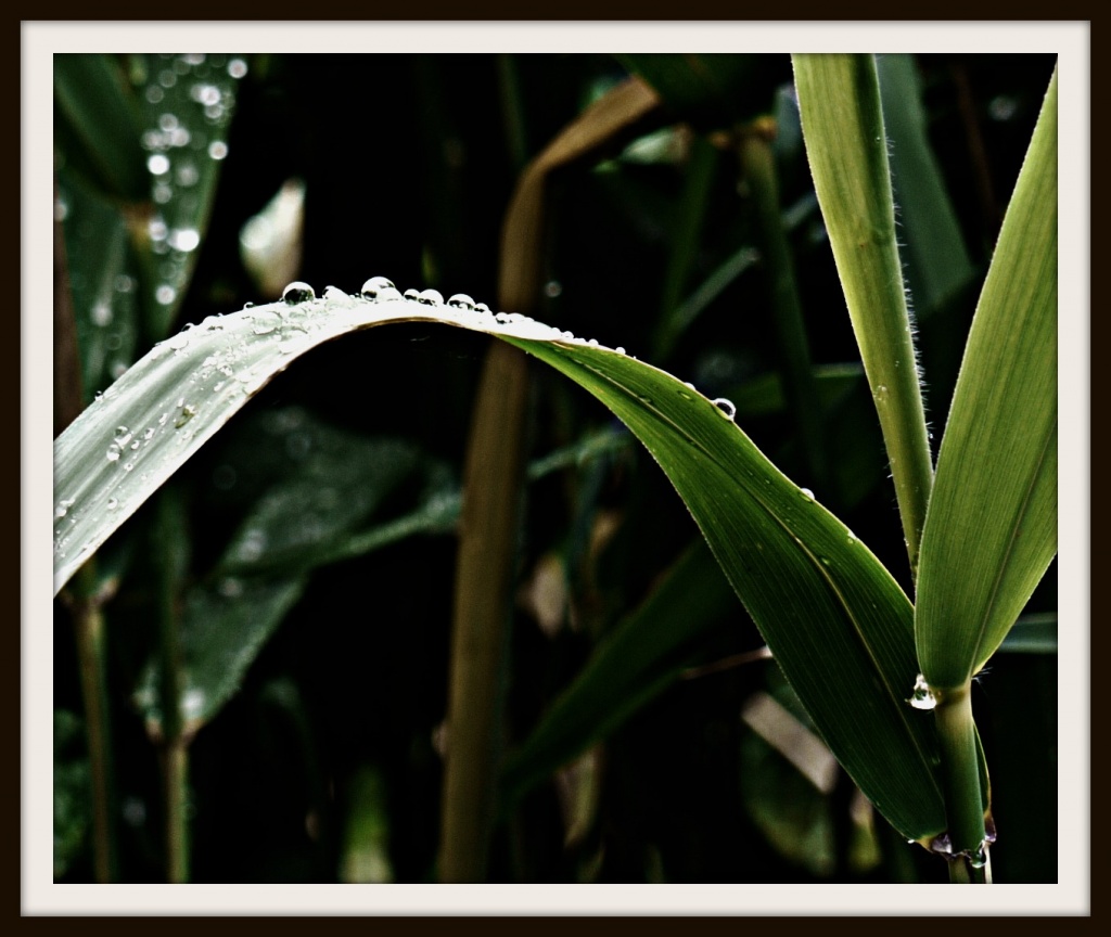 Raindrops on reeds by judithg