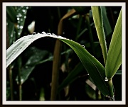 6th Jun 2011 - Raindrops on reeds