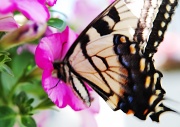 6th Jun 2011 - This butterfly loves my petunias!