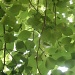 Blackgum Tree Leaves 6.6.11 by sfeldphotos