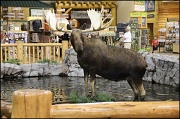 4th Jun 2011 - Stuffed Moose