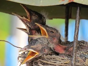 6th Jun 2011 - Baby Robins