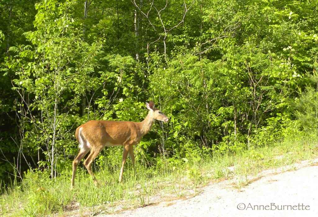 Oh Deer! by sunnygreenwood