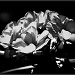 Geranium Bloom by exposure4u