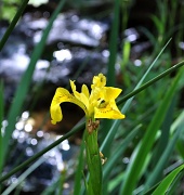 7th Jun 2011 - Yellow Iris