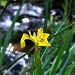 Yellow Iris by philbacon