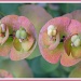 Euphorbia seed heads by judithdeacon