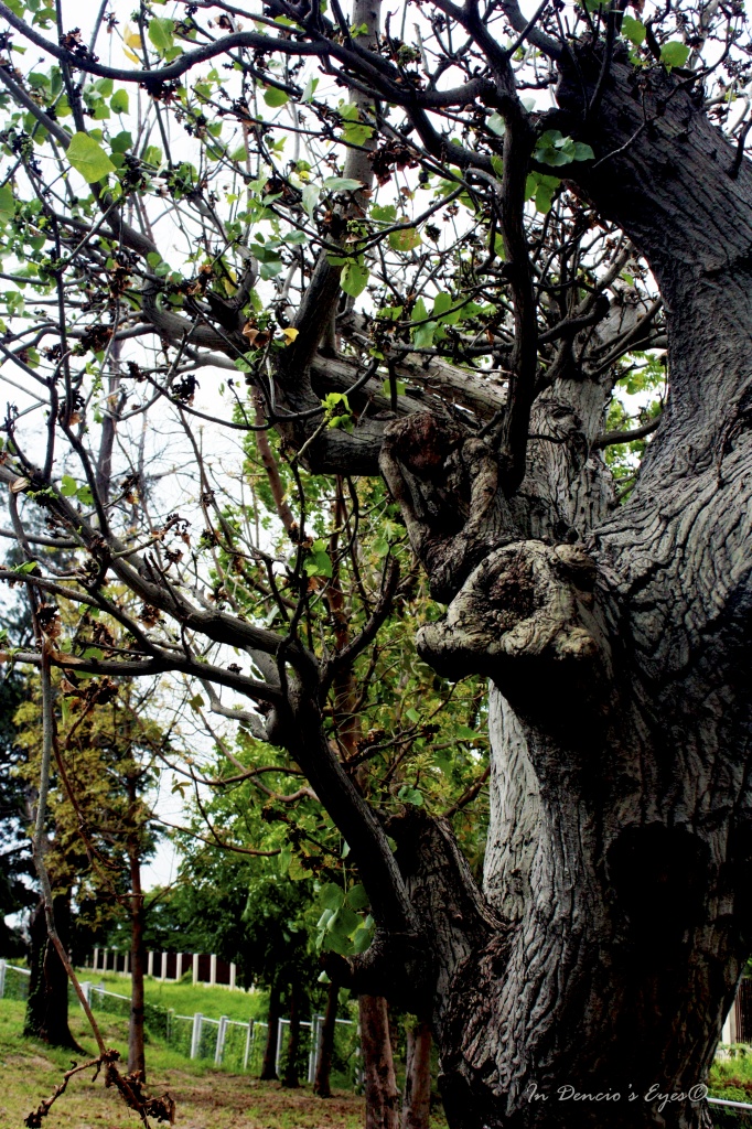 Old Tree by iamdencio
