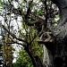 Old Tree by iamdencio