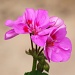 Pink Geranium by phil_howcroft