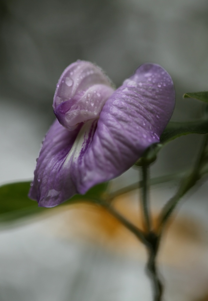 I love all shades of purple so found this rain covered mauve flower irresistible by lbmcshutter