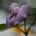 I love all shades of purple so found this rain covered mauve flower irresistible by lbmcshutter