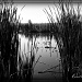 Reeds in the Pond by exposure4u