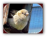 8th Jun 2011 - Female English Sparrow