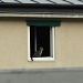 Just for fun: From the window, a cat at a window by parisouailleurs