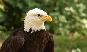 8th Jun 2011 - Bald Eagle