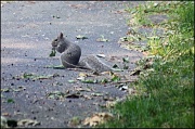 8th Jun 2011 - Richland Squirrel