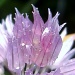 Purple delicate... by dianezelia