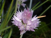 10th Jun 2011 - The flower of chives..