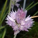 The flower of chives.. by dianezelia