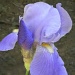 Iris Overload by sunnygreenwood