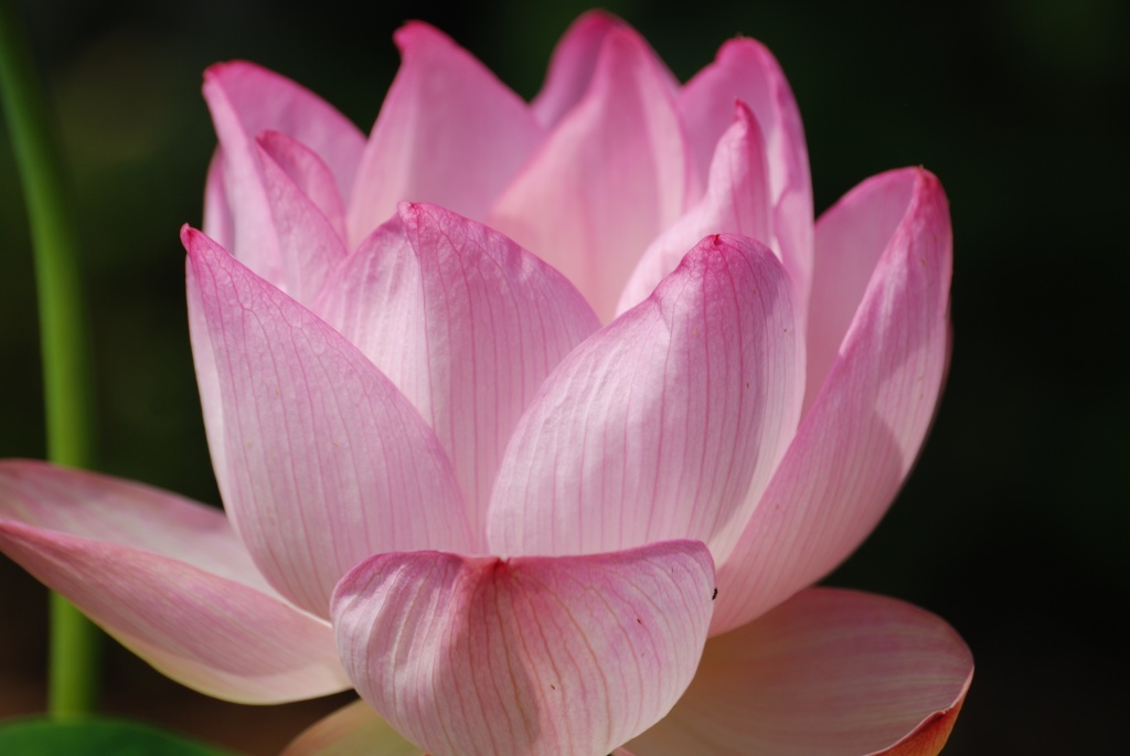 Water Lily by graceratliff