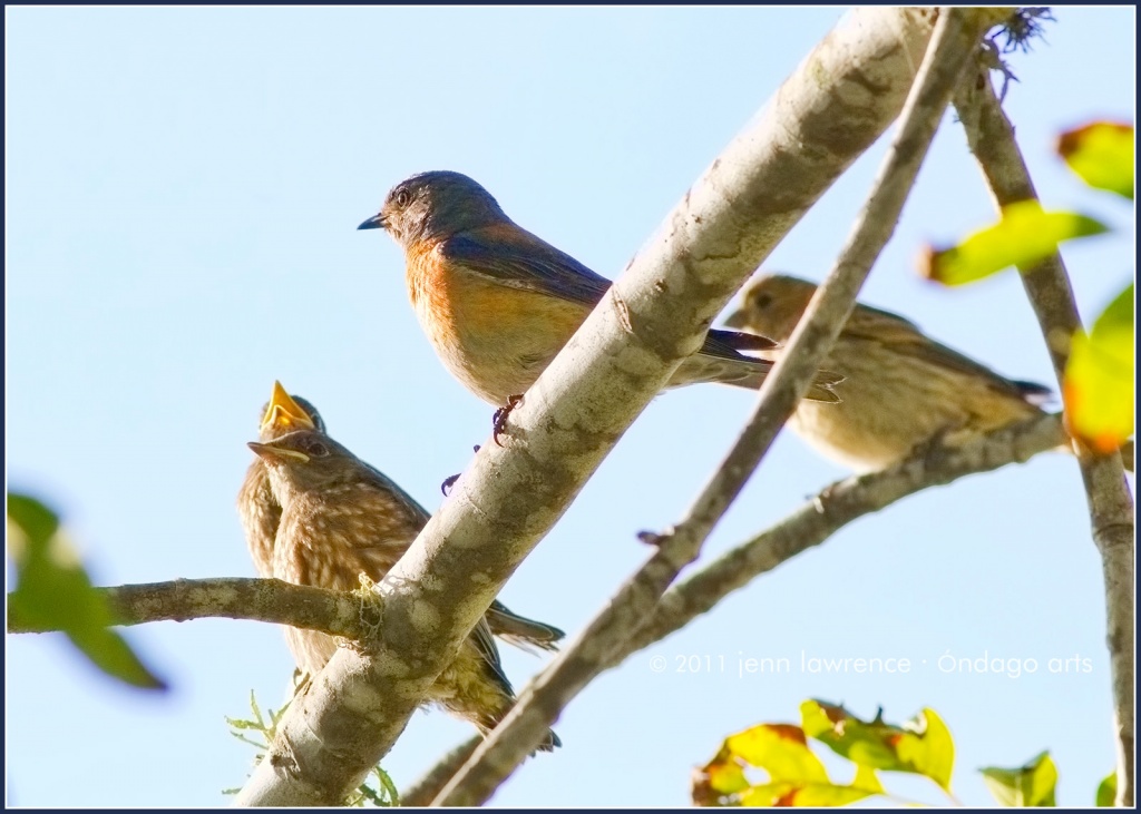 Western Bluebirds and a Guest by aikiuser