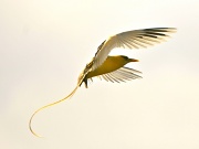 9th Jun 2011 - Golden Bosun Bird - I think I have previously mentioned my love of these graceful birds .....