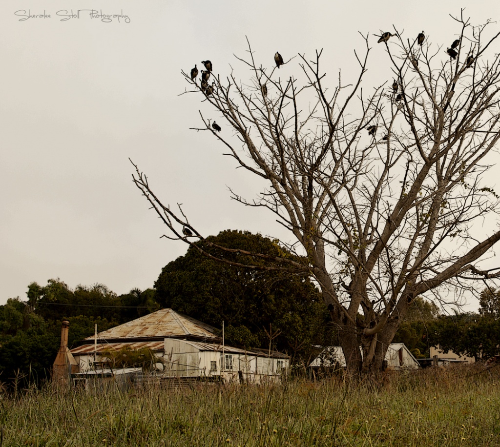 Ibis' in Tree by bella_ss