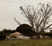 9th Jun 2011 - Ibis' in Tree