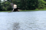 8th Jun 2011 - Blue heron