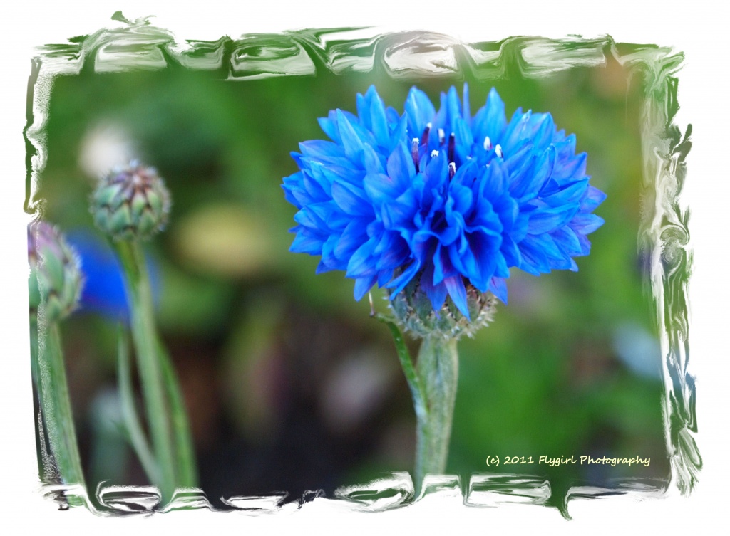 Blue Flower by flygirl