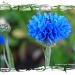 Blue Flower by flygirl