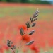 Grass in a poppy field. by dulciknit