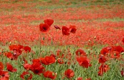 9th Jun 2011 - There's a field of red poppies......