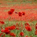 There's a field of red poppies...... by dulciknit