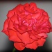 Red Rose by svestdonley