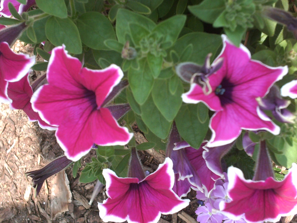 Purple Flowers 6.9.11 by sfeldphotos