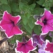 Purple Flowers 6.9.11 by sfeldphotos