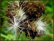 9th Jun 2011 - The down of a thistle