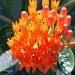Orange Flower by grannysue