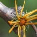 flower by orangecrush