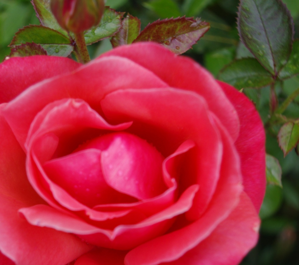 Red Rose by karendalling
