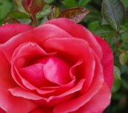 9th Jun 2011 - Red Rose